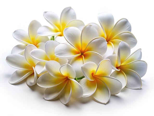 A close-up arrangement of white and yellow plumeria flowers set against a white background.