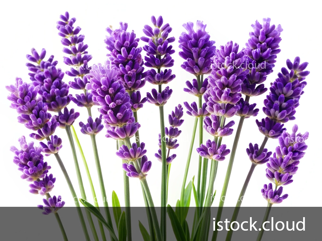 A close-up image of a vibrant bunch of lavender flowers with rich purple blooms and green stems against a white background.