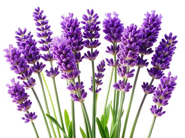A close-up image of a vibrant bunch of lavender flowers with rich purple blooms and green stems against a white background.