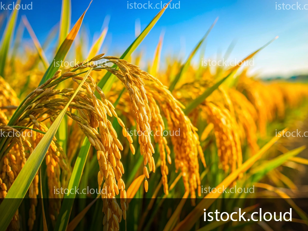 Close-up of ripe golden rice plants swaying in the breeze against a bright blue sky.