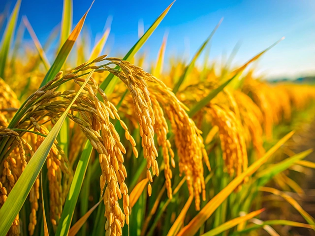 Close-up of ripe golden rice plants swaying in the breeze against a bright blue sky.