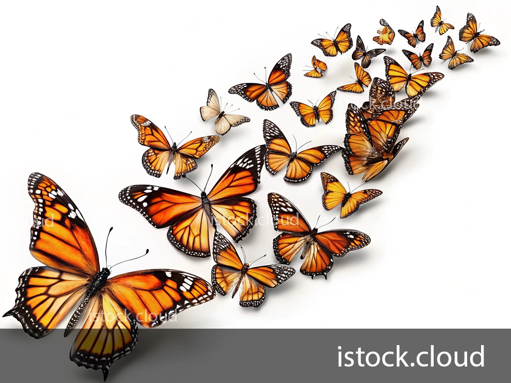 A collection of vibrant monarch butterflies in various sizes and orientations, elegantly arranged against a white background, creating a sense of movement and lightness.