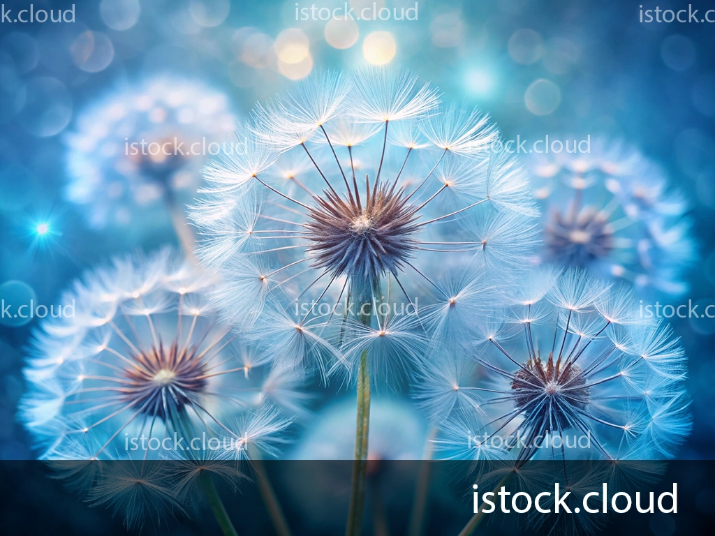 A close-up of a fluffy dandelion against a dreamy blue background, creating an enchanting atmosphere.