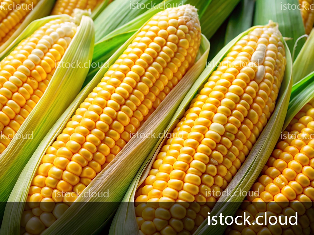 Close-up of several ears of fresh corn, showcasing bright yellow kernels and green husks.