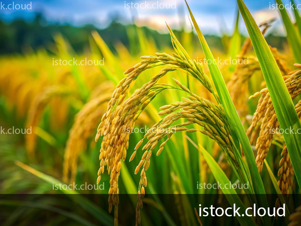 Close-up of golden paddy grains hanging from green stalks in a field, with a blurred background of vibrant green and yellow paddy plants under a cloudy sky.