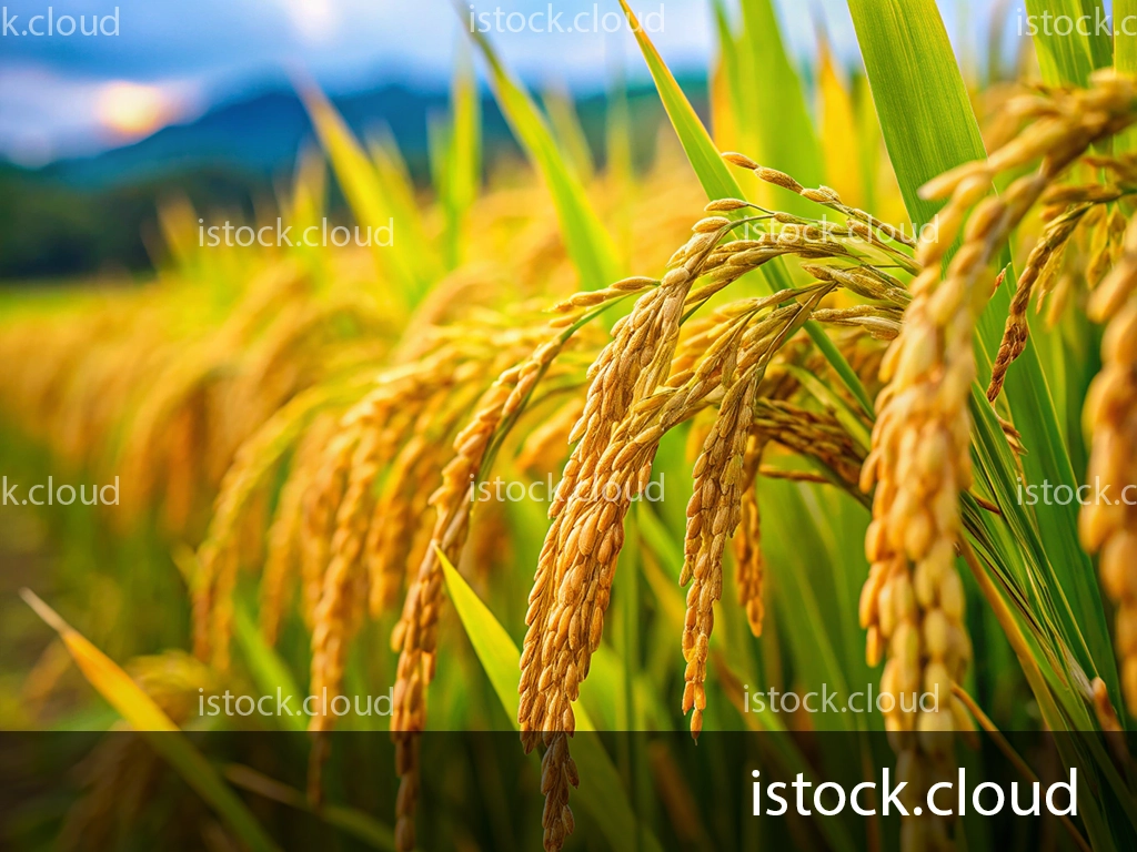 Close-up of ripe rice grains hanging from vibrant green stalks in a field, with a blurred background of scenic mountains and a colorful sky.