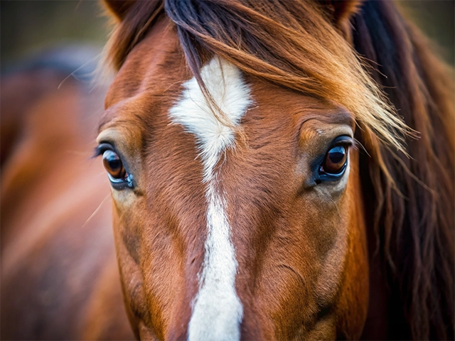 Close-up of a brown horse's face with a white stripe on its forehead, showcasing its expressive brown eyes and flowing mane.