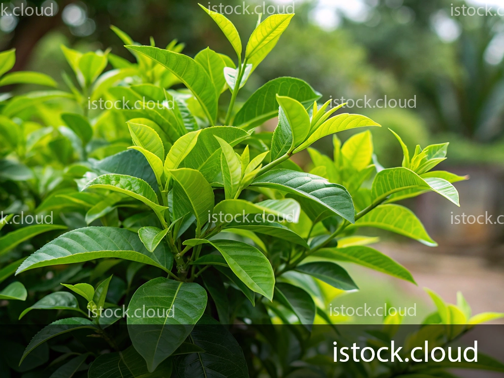 A close-up view of vibrant green leaves on a bush, showcasing their glossy texture and varying shapes. The background is softly blurred, revealing a lush garden setting.
