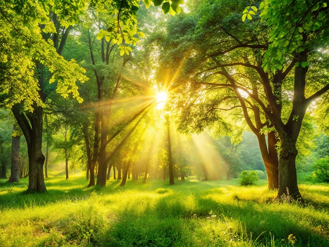 A tranquil forest scene with vibrant green trees and golden sunlight filtering through the leaves, creating a warm glow and casting rays of light onto a grassy ground.