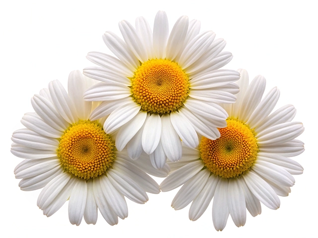 Three white daisies with yellow centers arranged closely together on a white background.