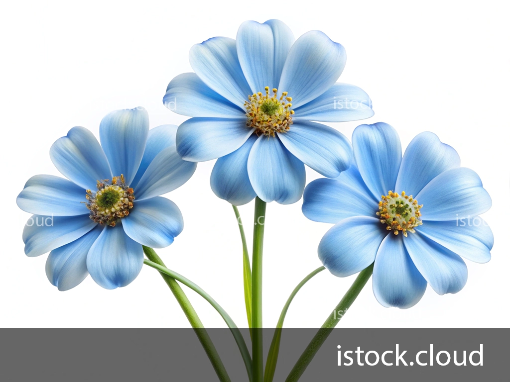 Three light blue flowers with a radial petal arrangement, showcasing green centers and slender green stems against a white background.
